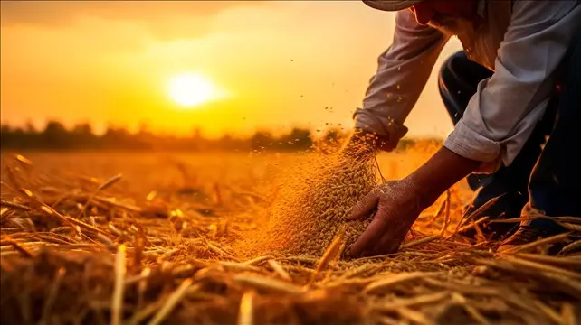 Bitki Besleme Nedir?