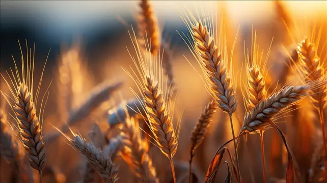 Bitki Besleme Nedir?